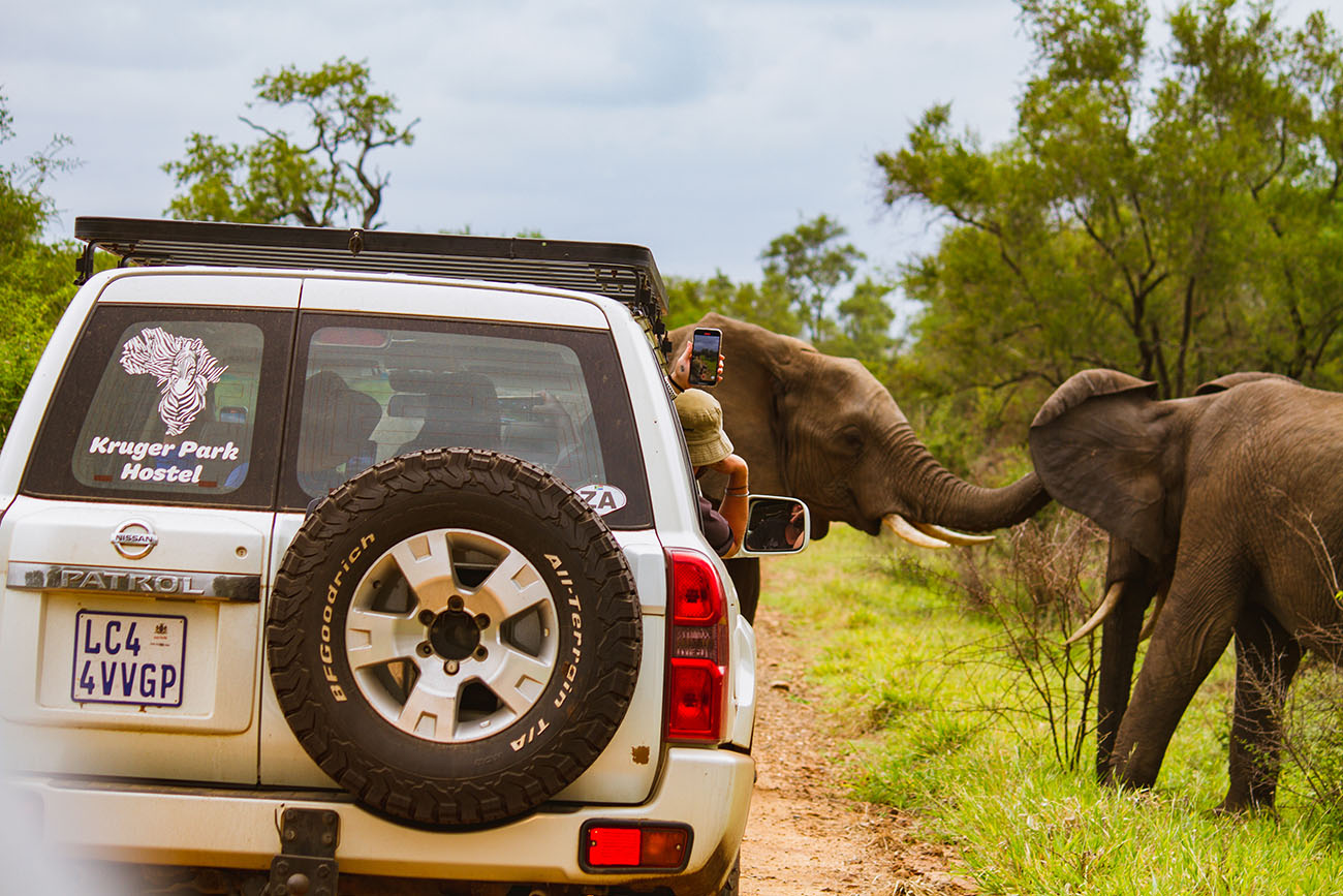 Elephants in the Kruger National Park as seen on game drive