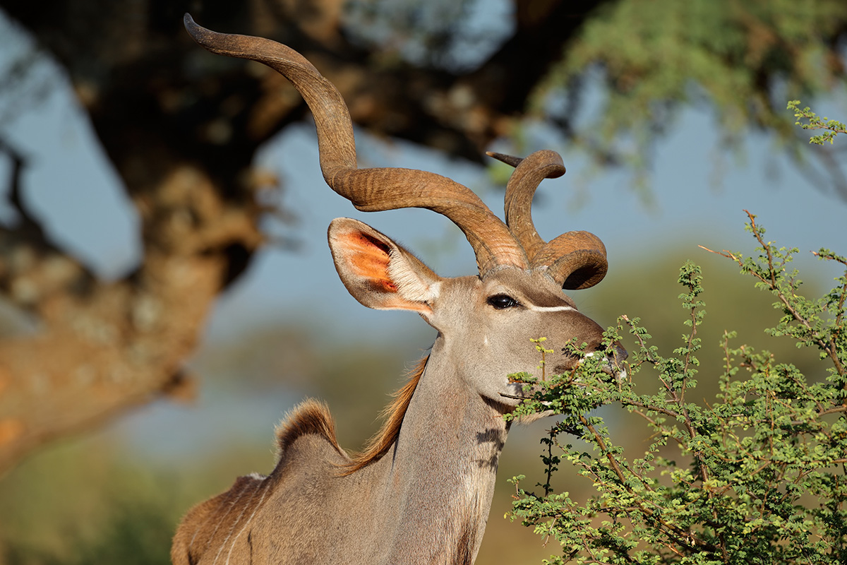 Kudu in Marloth Park