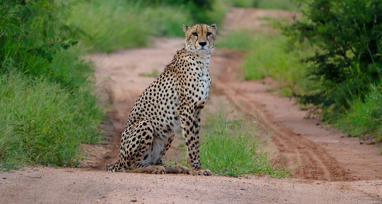 Cheetha of the Kruger Park as seem on the Game Drives offered by Ungava Retreat in Marloth Park